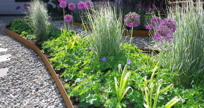 Calamagrostis Òverdam´_cropped