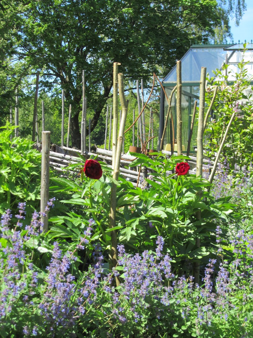 Trädgård 2015 090