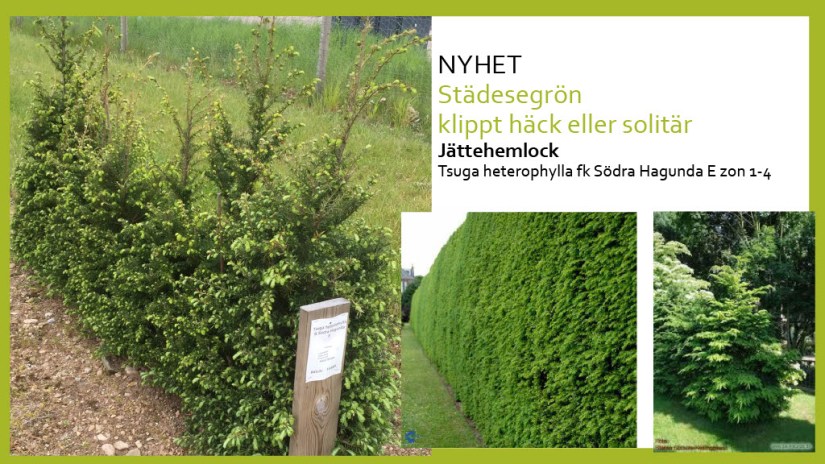 E Webbinar städsegrönt1024_10