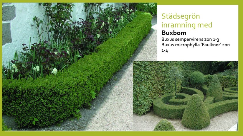 E Webbinar städsegrönt1024_11