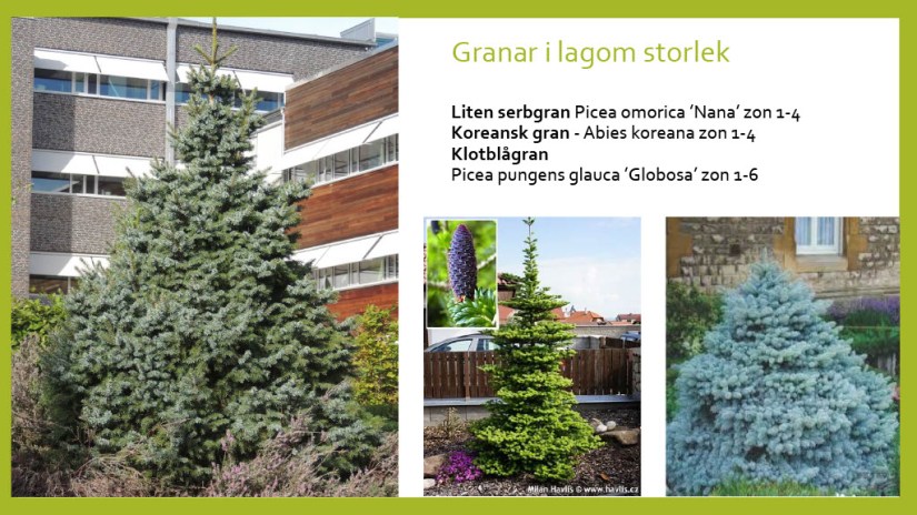 E Webbinar städsegrönt1024_14