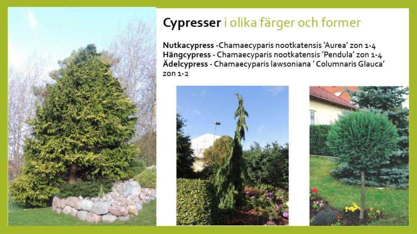 E Webbinar städsegrönt1024_15