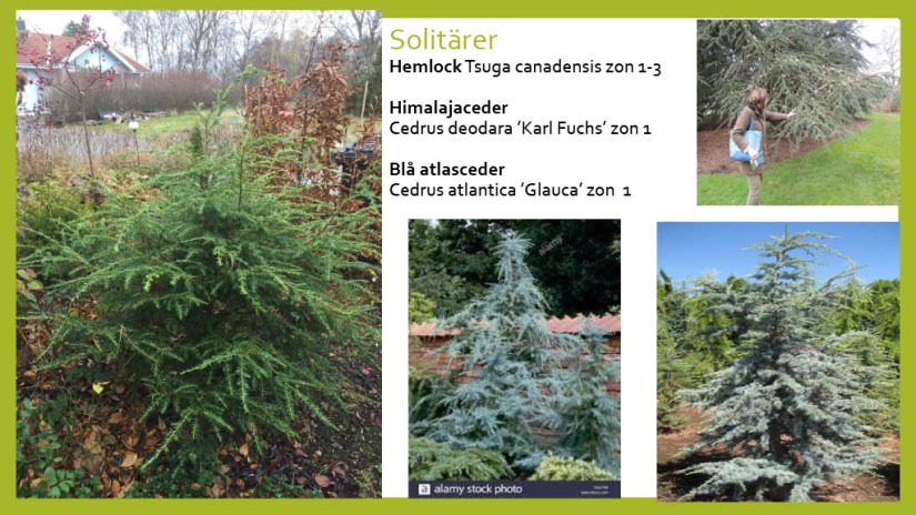 E Webbinar städsegrönt1024_16