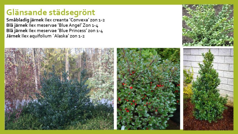 E Webbinar städsegrönt1024_18