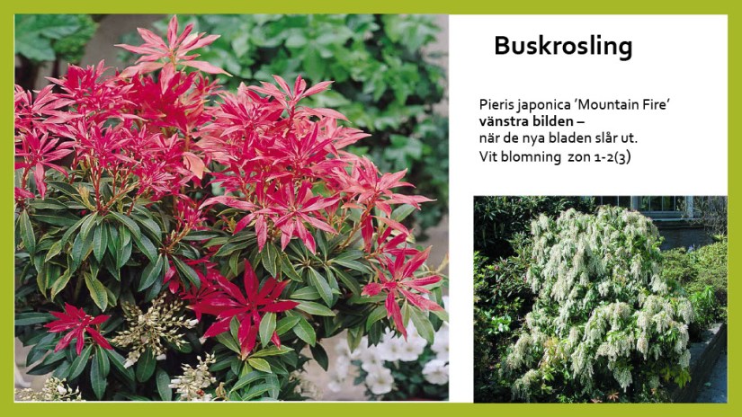 E Webbinar städsegrönt1024_19