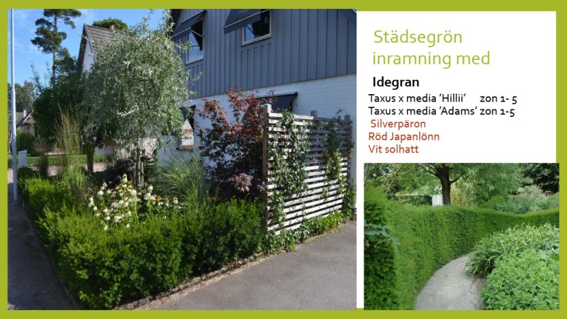 E Webbinar städsegrönt1024_2