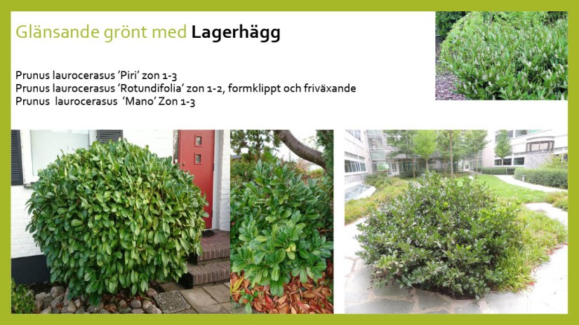 E Webbinar städsegrönt1024_21