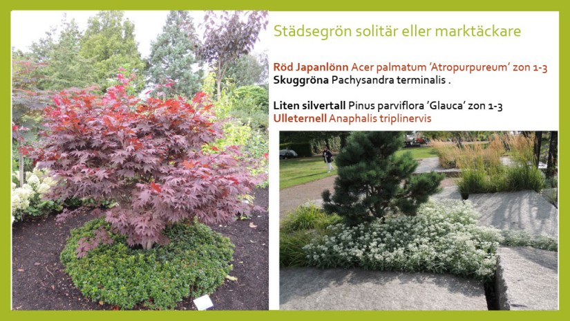 E Webbinar städsegrönt1024_23