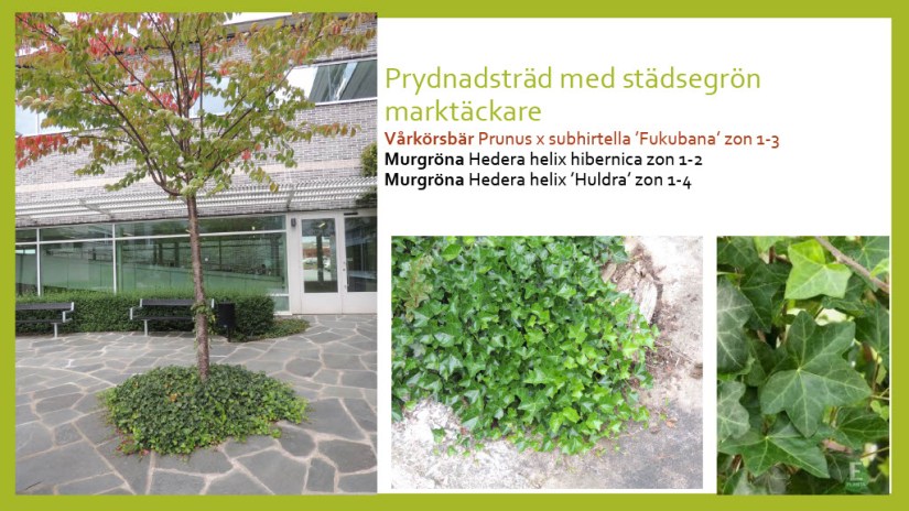 E Webbinar städsegrönt1024_24