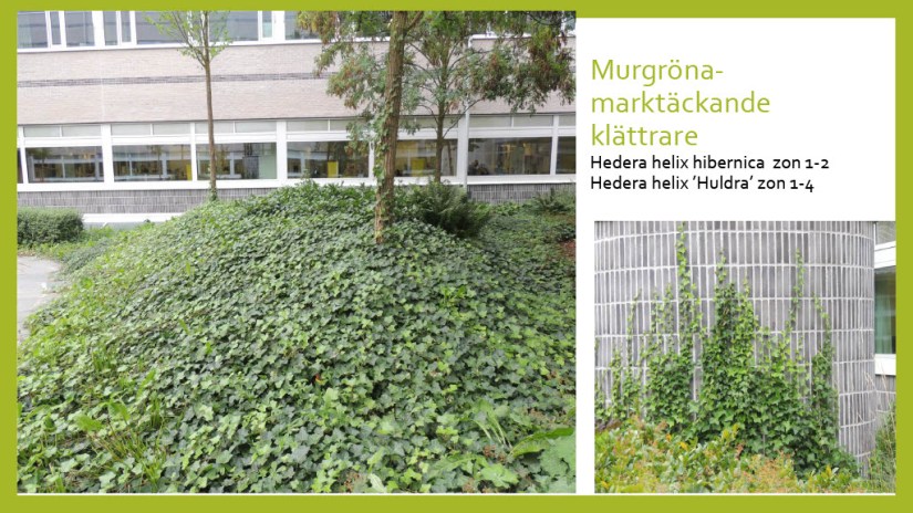 E Webbinar städsegrönt1024_25