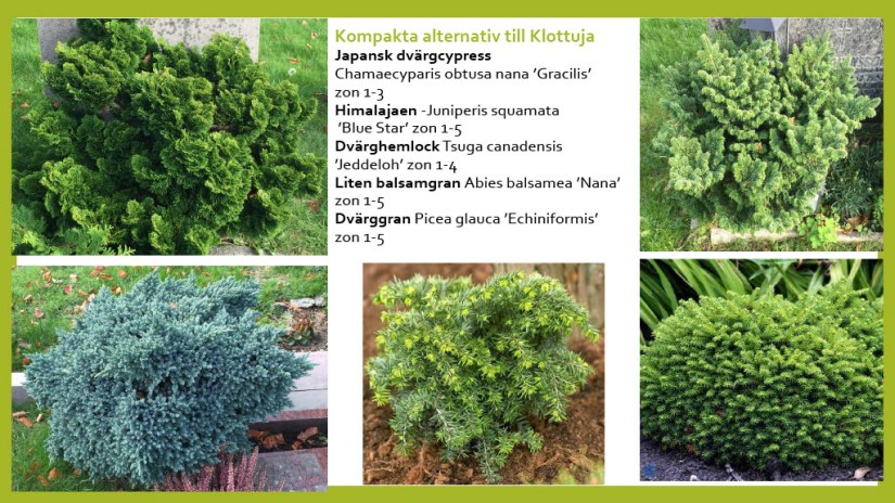 E Webbinar städsegrönt1024_33