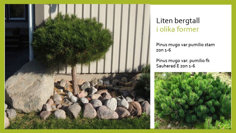 E Webbinar städsegrönt1024_35