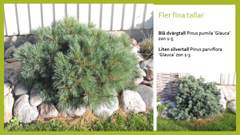 E Webbinar städsegrönt1024_36