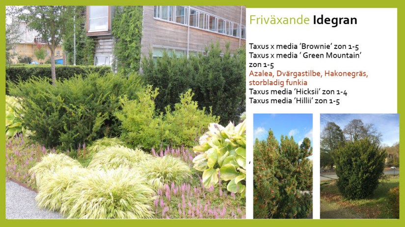 E Webbinar städsegrönt1024_4