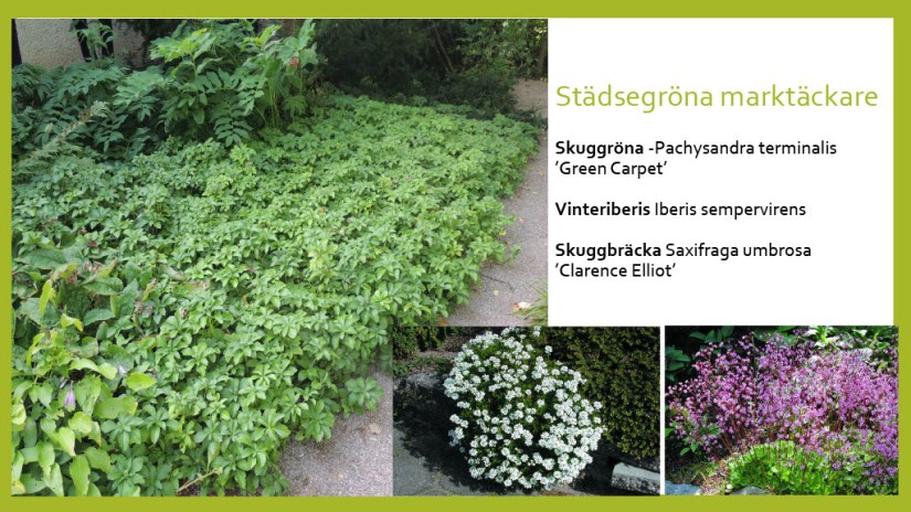 E Webbinar städsegrönt1024_41