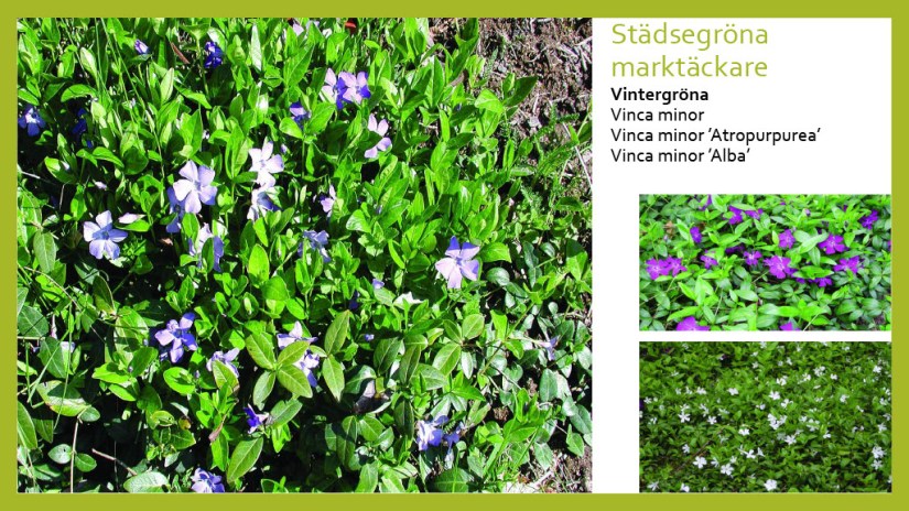 E Webbinar städsegrönt1024_42