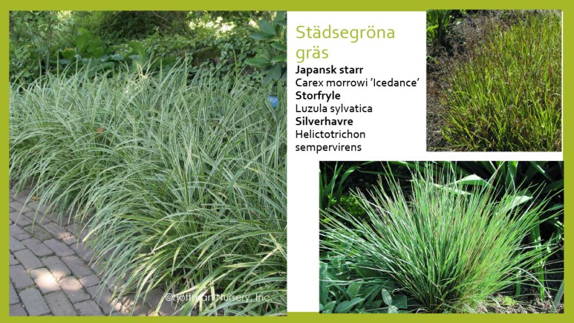 E Webbinar städsegrönt1024_43