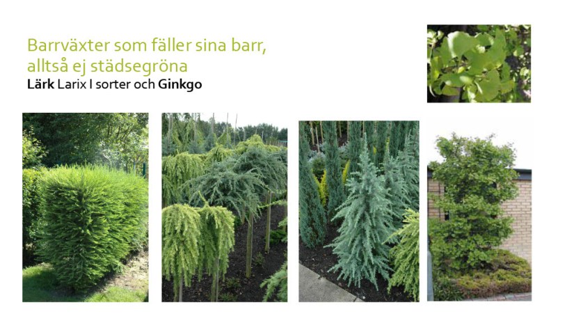 E Webbinar städsegrönt1024_44