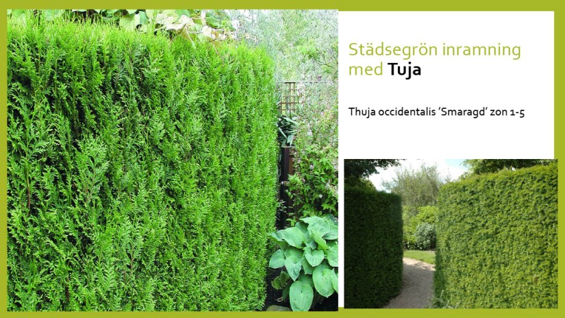 E Webbinar städsegrönt1024_6