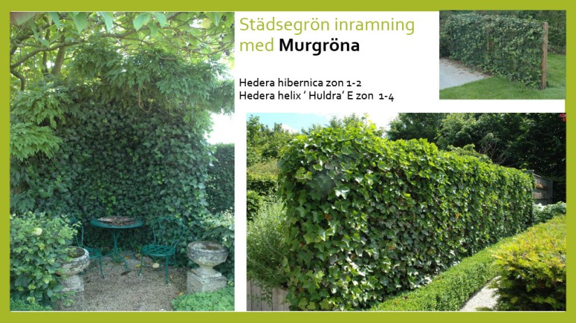 E Webbinar städsegrönt1024_8