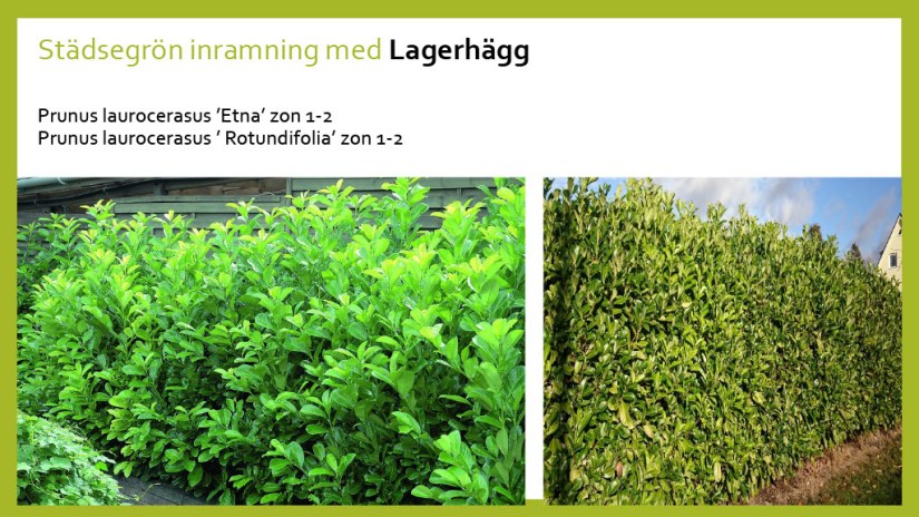 E Webbinar städsegrönt1024_9