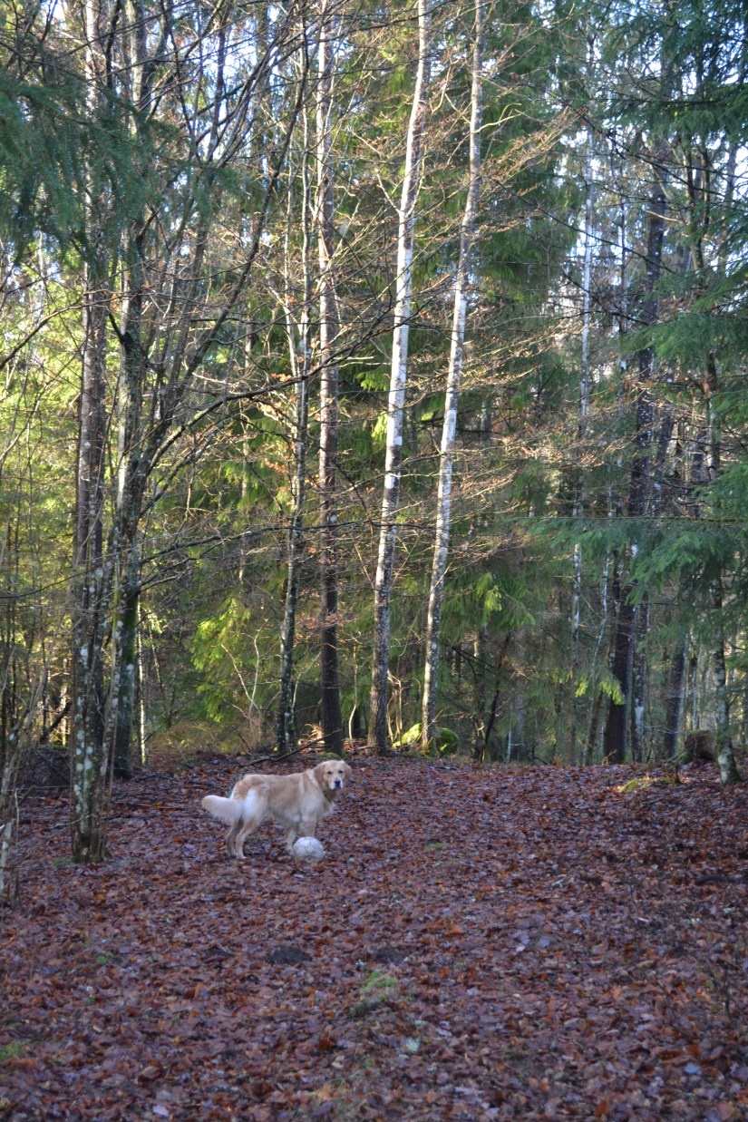 DSC_5361