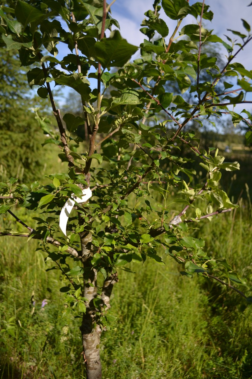 DSC_6722