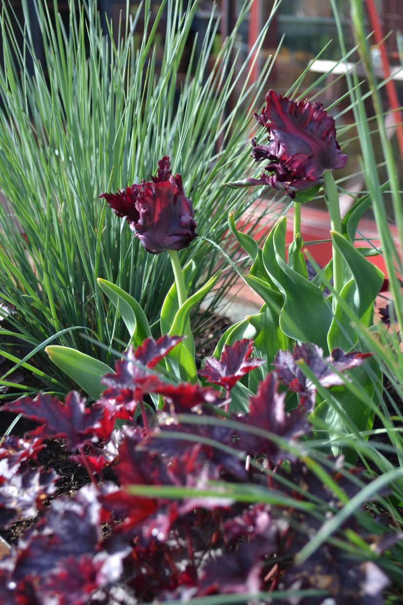 Alunrot, silverhavre