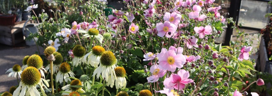 Stora Planteringsveckan 2025 - Allt som händer på trädgårdsfabriken!